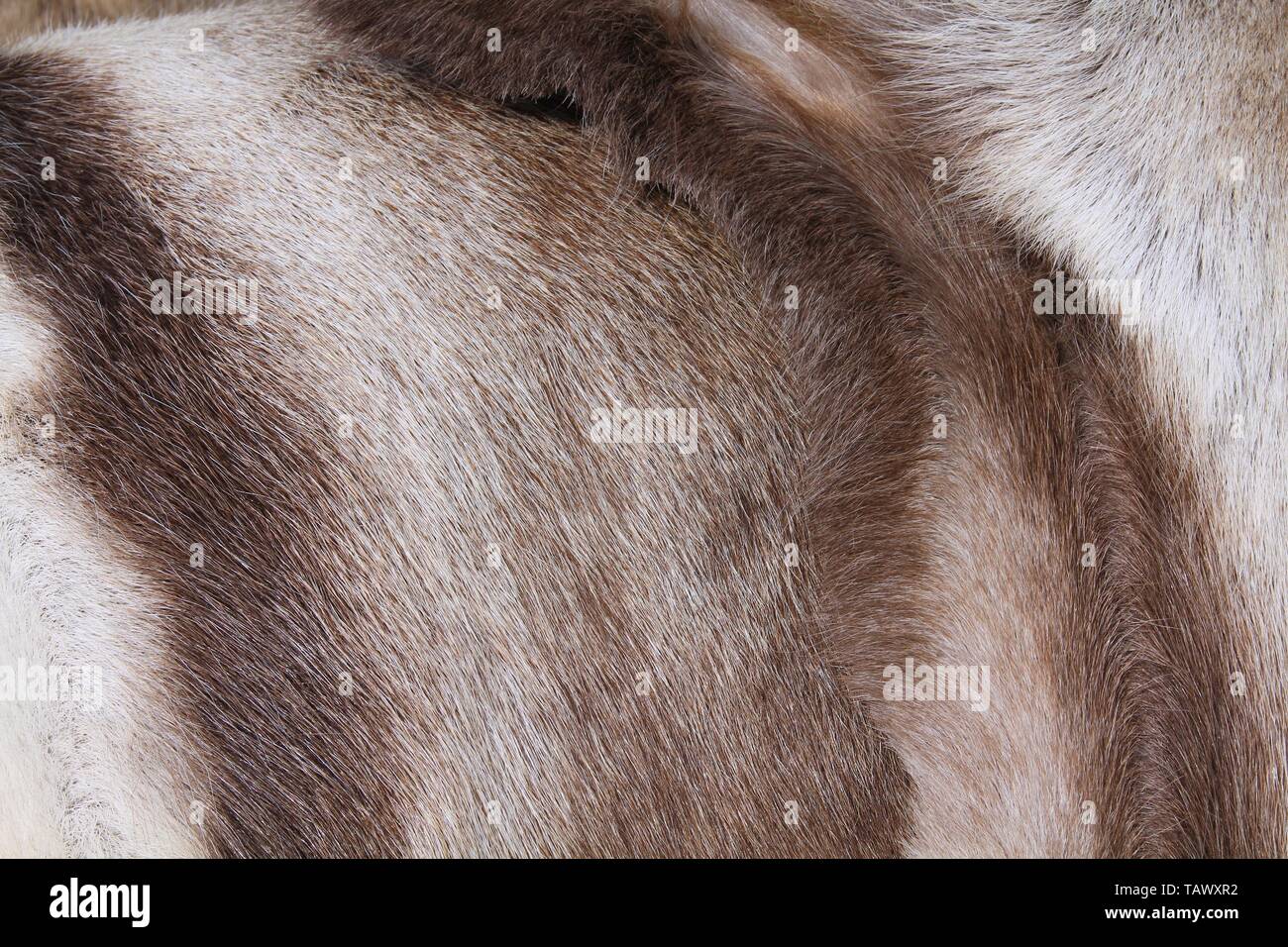 Reindeer hide background texture. Natural material abstract. Stock Photo