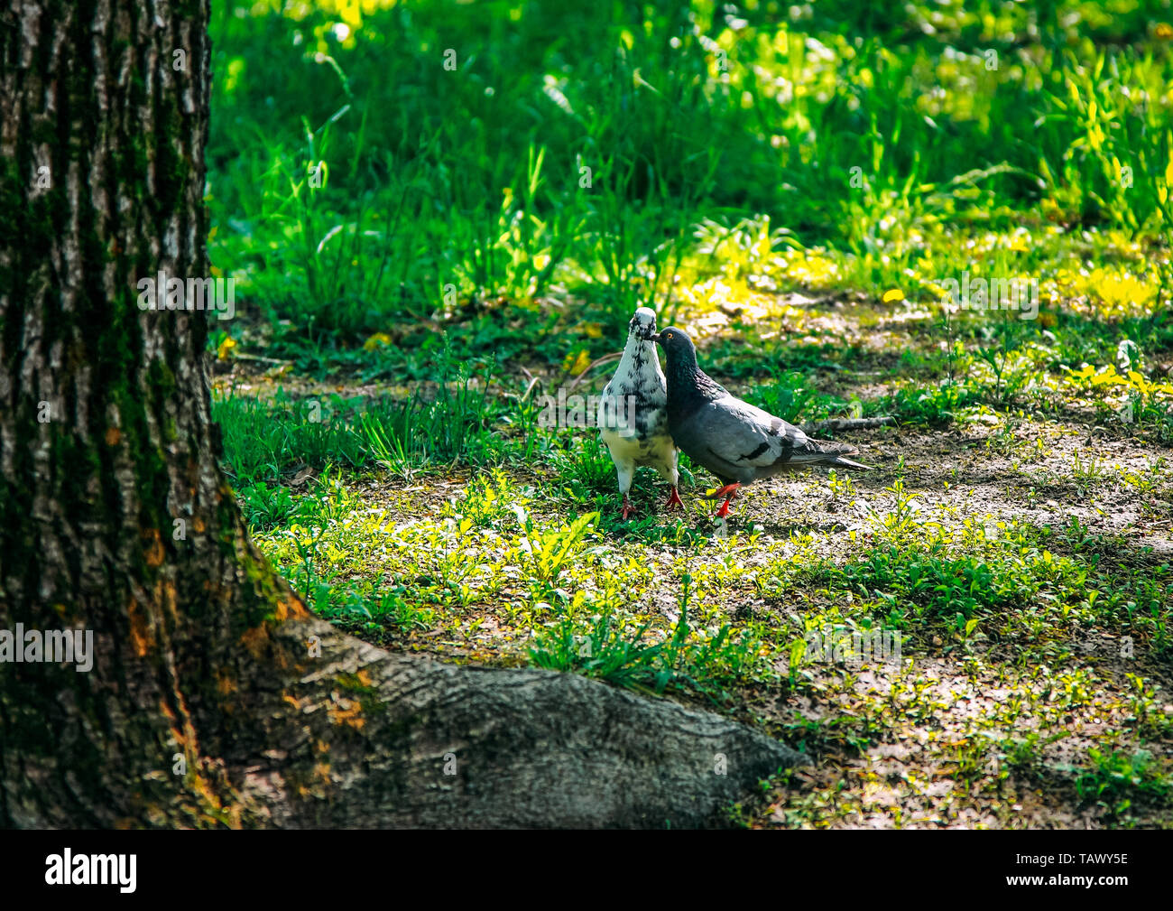Loving pigeons walk in the city Park. Stock Photo