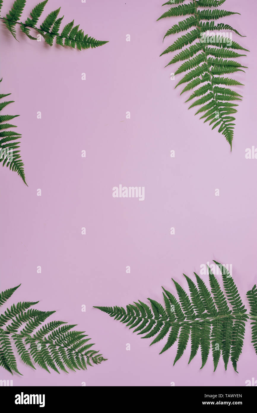 Summer composition. Tropical fern leaves on pastel pink background ...