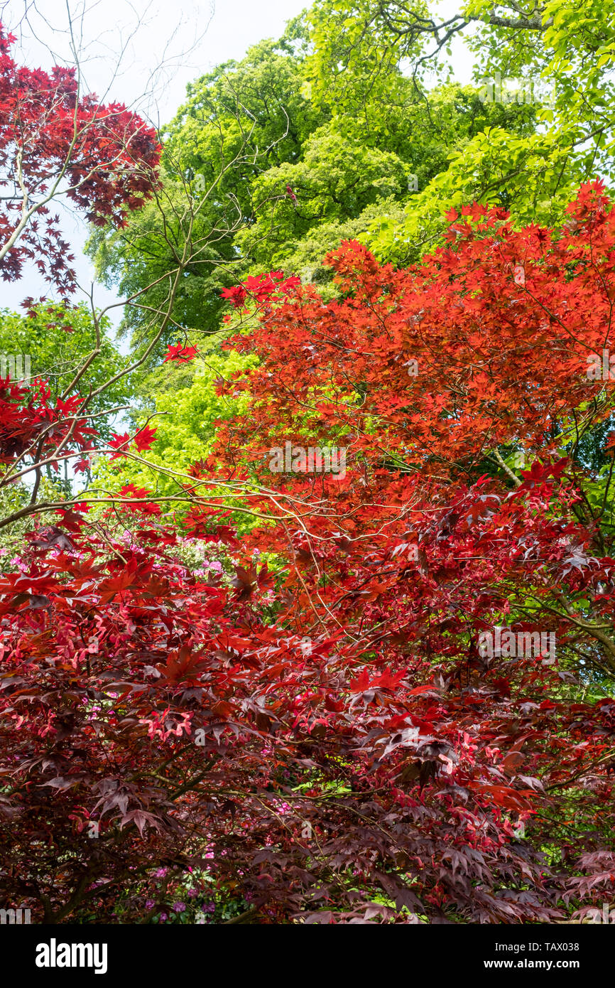 Bright red leaves, Killerton Estate, National Trust, Killerton, Devon Stock Photo