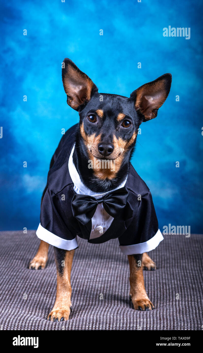 Dog dressed up wearing a tux and bow tie against beautiful blue background.- Image Stock Photo