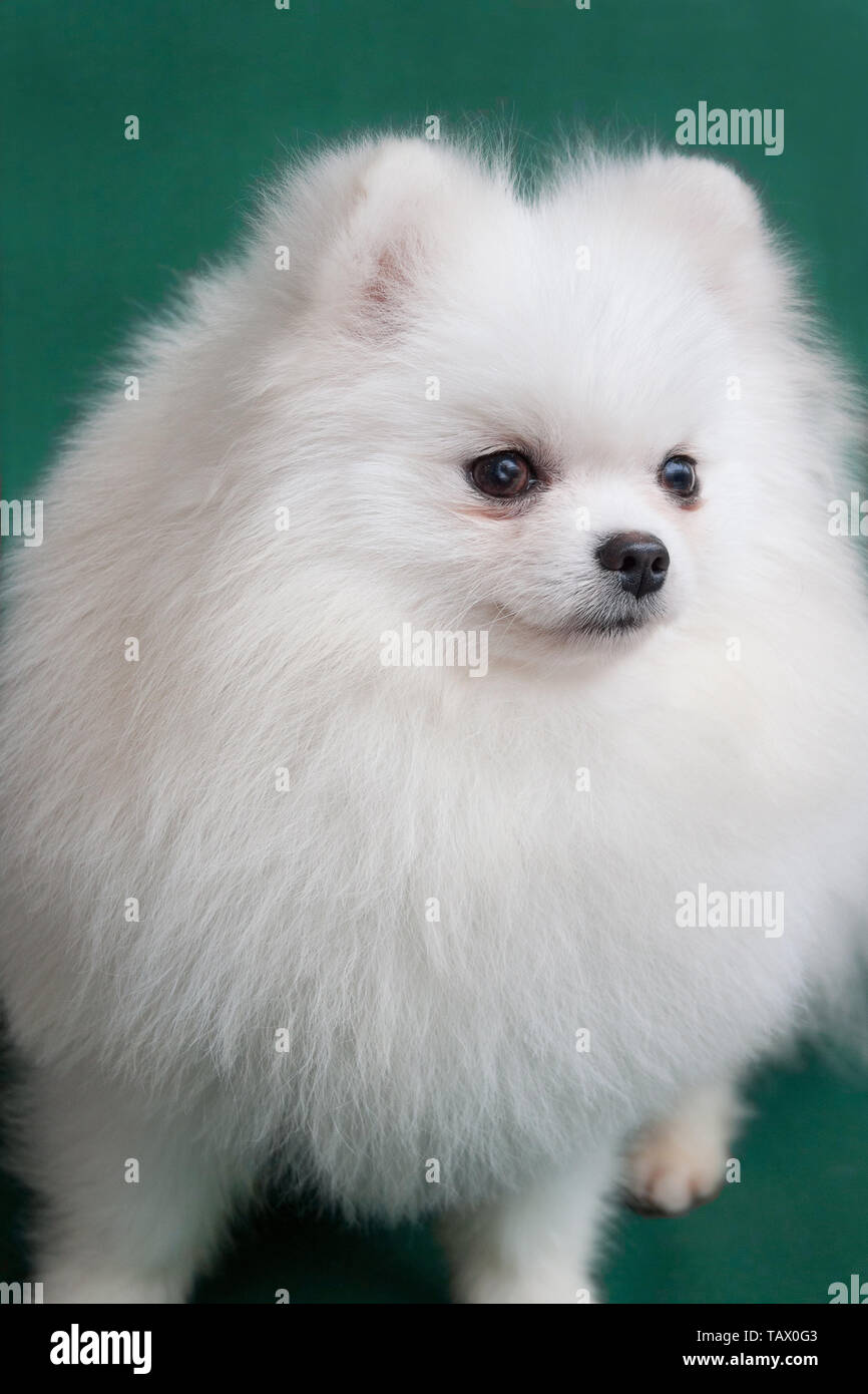 cute pomeranian puppy pictures