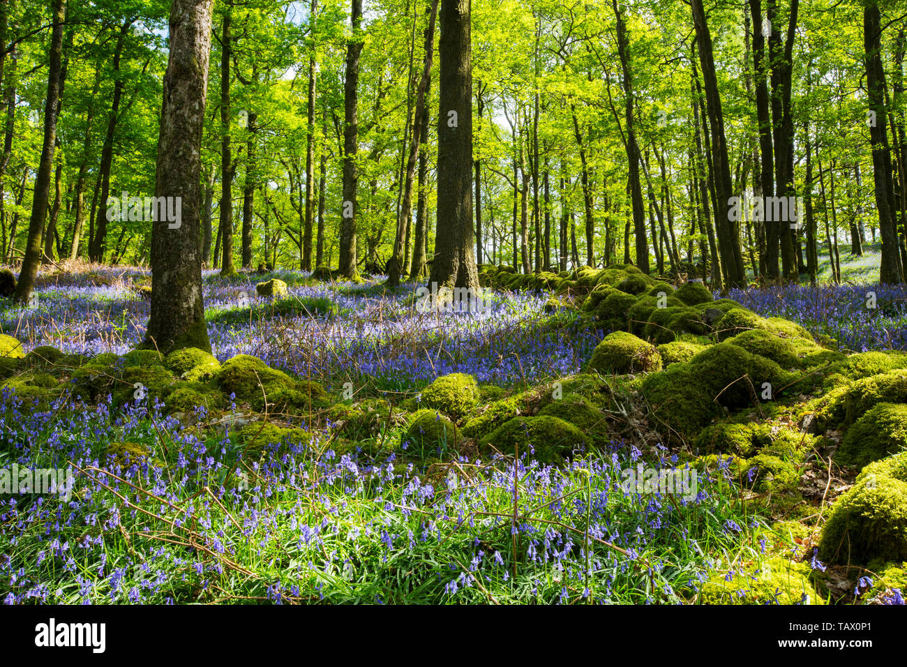 Bluebells and moss covered walls in Fishgarths Wood, on Loughrigg near Ambleside, Lake District, UK. Stock Photo