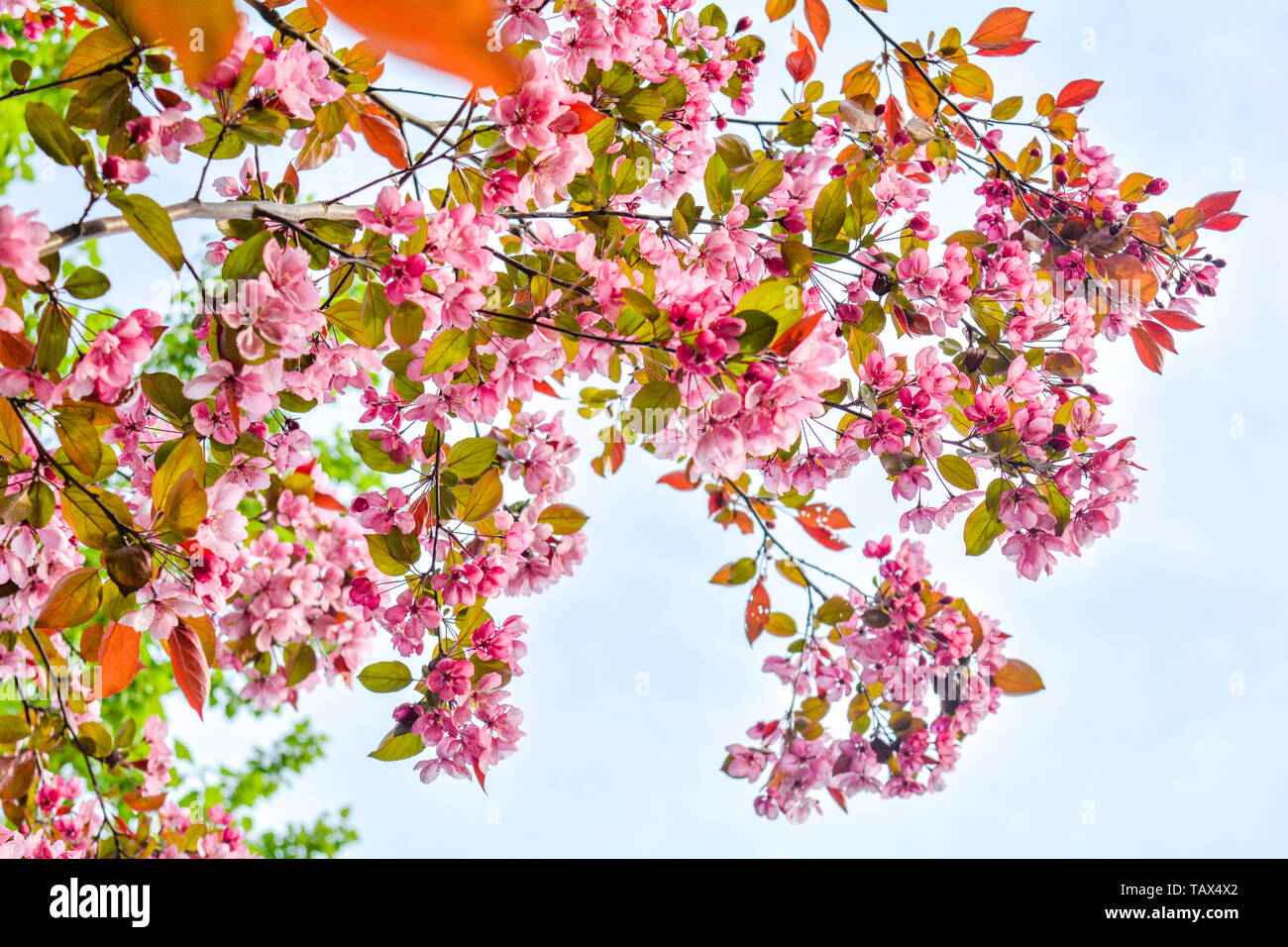 Cherry tree branches with pink flowers on sky background. Spring cherry ...