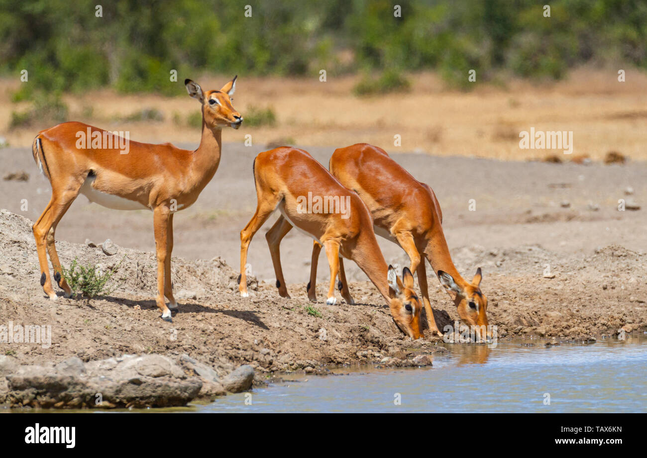 Three impala Aepyceros melampus drink water at Sweetwaters waterhole, one stands guard on lookout, Ol Pejeta Conservancy, Kenya, East Africa Stock Photo