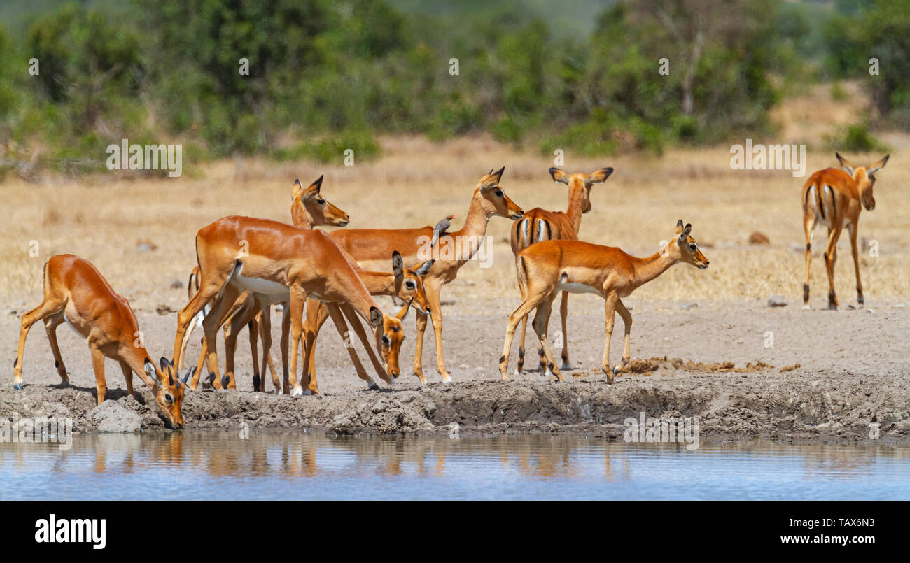 Impala herd Aepyceros melampus drink water with some on lookout at Sweetwaters waterhole, Ol Pejeta Conservancy, Kenya, East Africa Stock Photo
