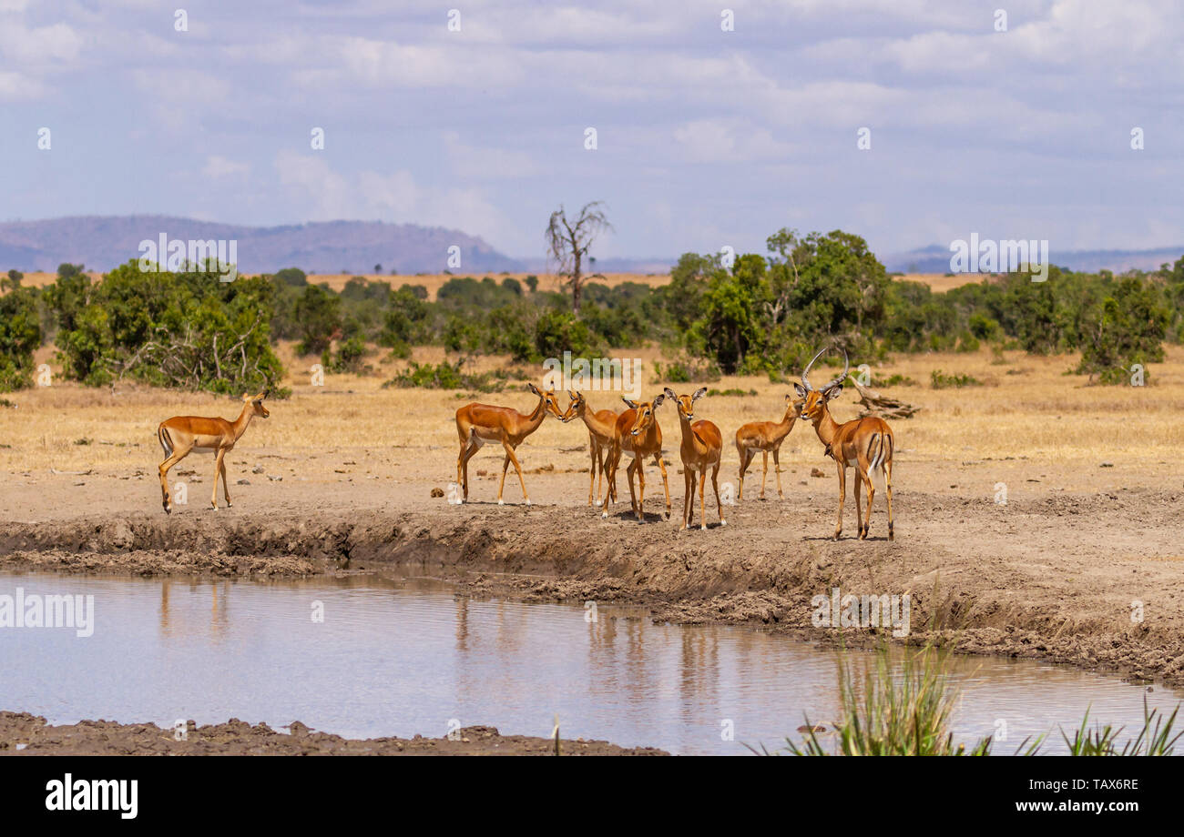 Impala herd Aepyceros melampus at Sweetwaters waterhole, Ol Pejeta Conservancy, Kenya, East Africa landscape blue sky moutains distance Stock Photo