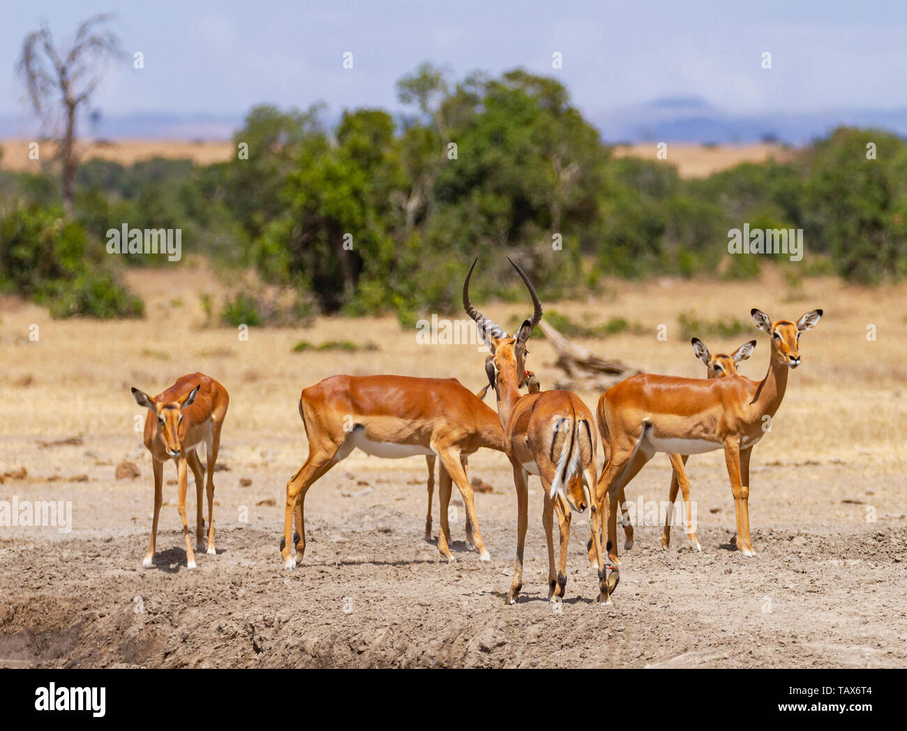 Impala herd Aepyceros melampus drink at Sweetwaters waterhole, some stand guard, Ol Pejeta Conservancy, Kenya, East Africa Oxpecker birds both side of Stock Photo