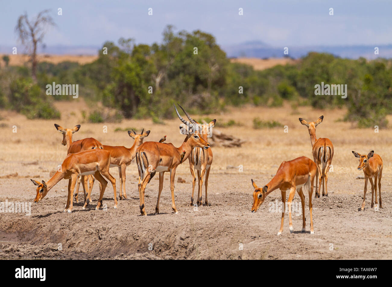 Impala herd Aepyceros melampus landscape at Sweetwaters waterhole, some stand guard, Ol Pejeta Conservancy, Kenya, East Africa Stock Photo