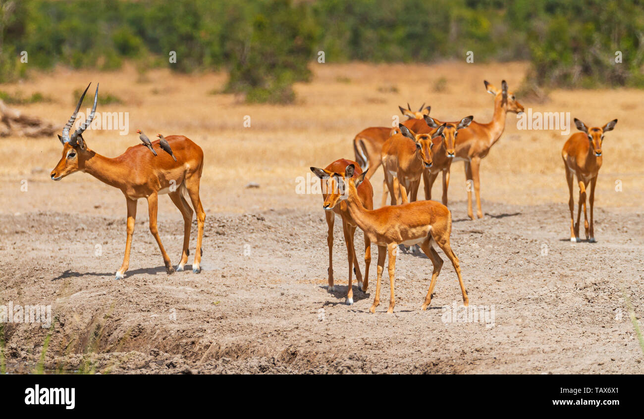 Impala herd Aepyceros melampus drink at Sweetwaters waterhole, birds on back, some stand guard, Ol Pejeta Conservancy, Kenya, East Africa Stock Photo