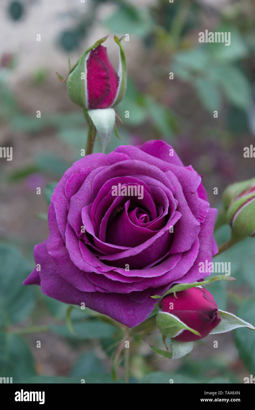 Rosa Parfum de Reve Stock Photo