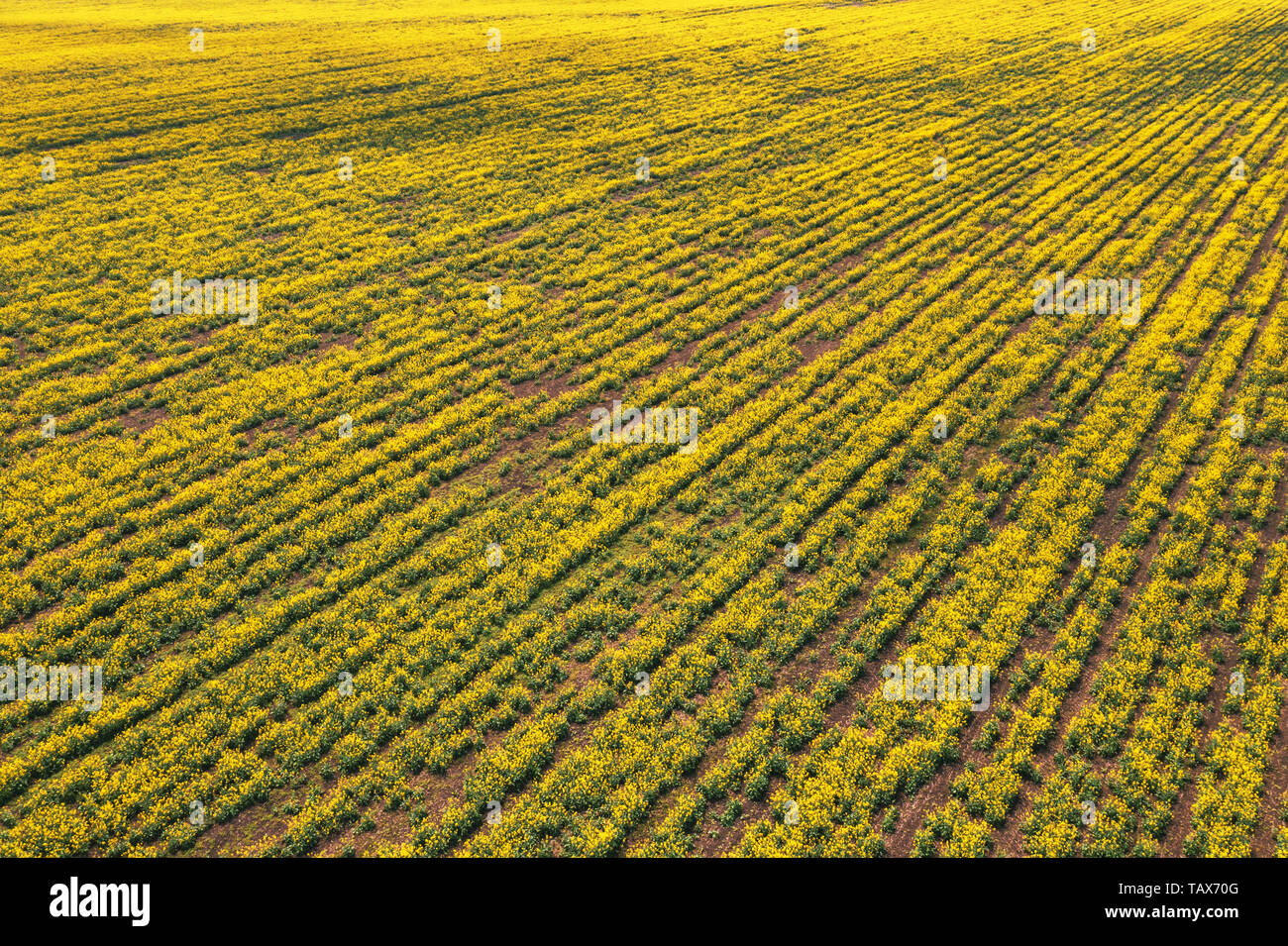 Aerial view of canola rapeseed field in poor condition due to drought season and arid climate Stock Photo