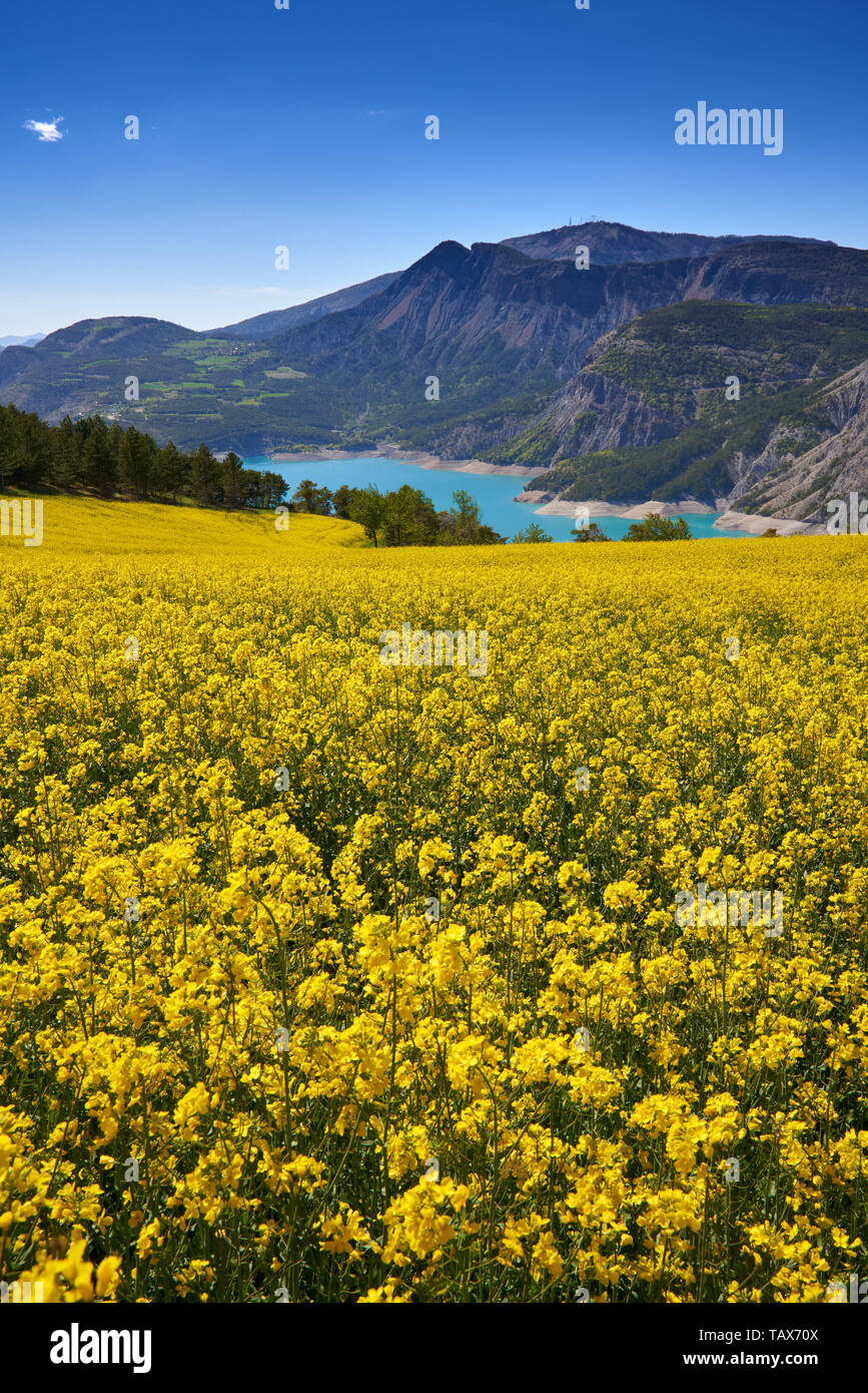 France, Hautes-Alpes (05), Durance Valley - Fields of yellow rapeseed flowers near Serre-Poncon Lake Stock Photo