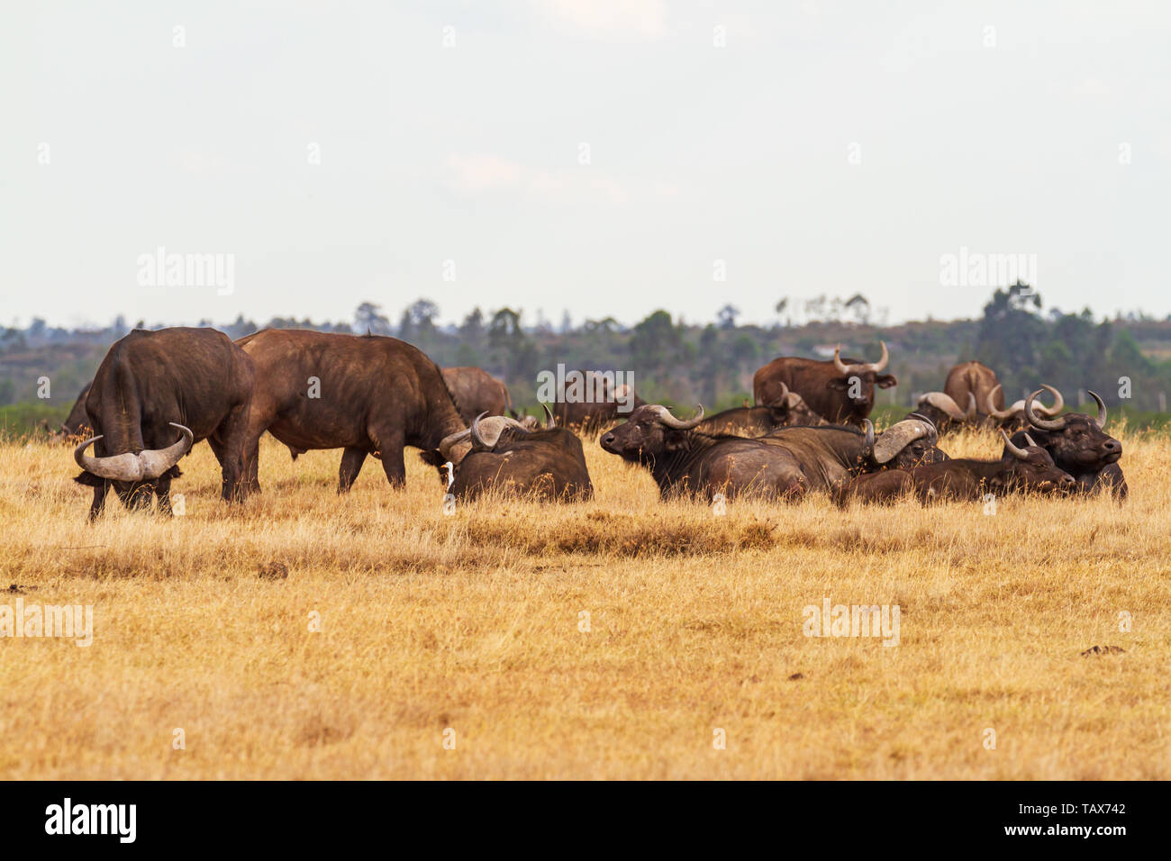 African buffalo herd, Cape buffalo, Syncerus caffer sit stand graze grassland large horns Ol Pejeta Conservancy, Kenya, East Africa Stock Photo