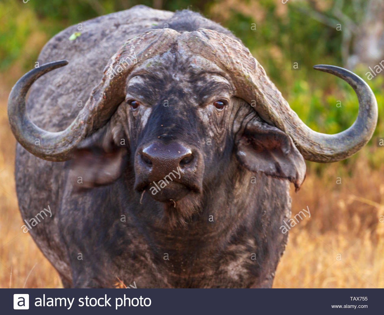 African buffalo close-up face horns, Cape buffalo, Syncerus caffer Ol  Pejeta Conservancy, Kenya, East Africa Stock Photo - Alamy