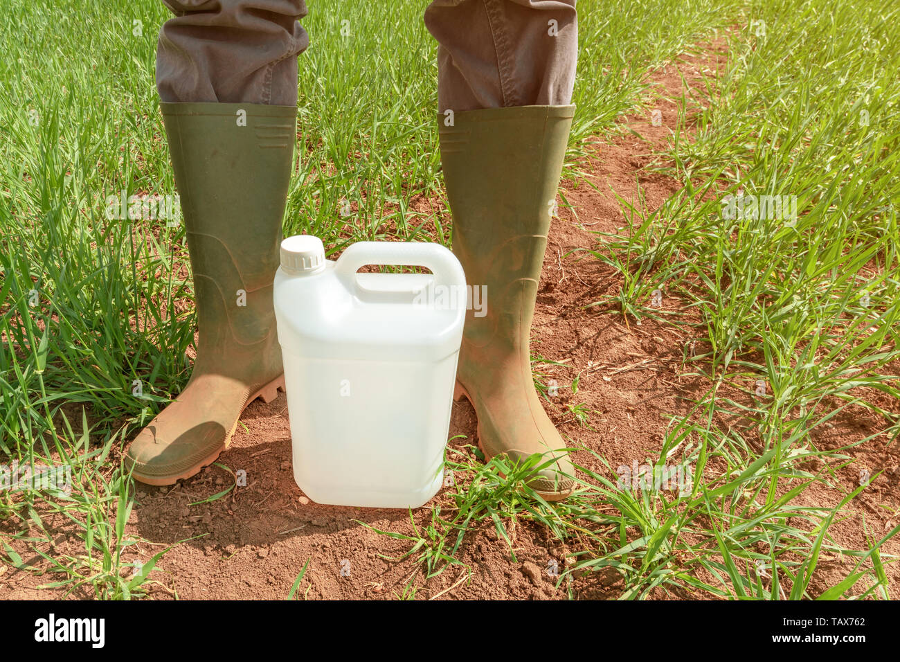 Farmer standing over insecticide jug in wheatgrass field, blank plastic ...