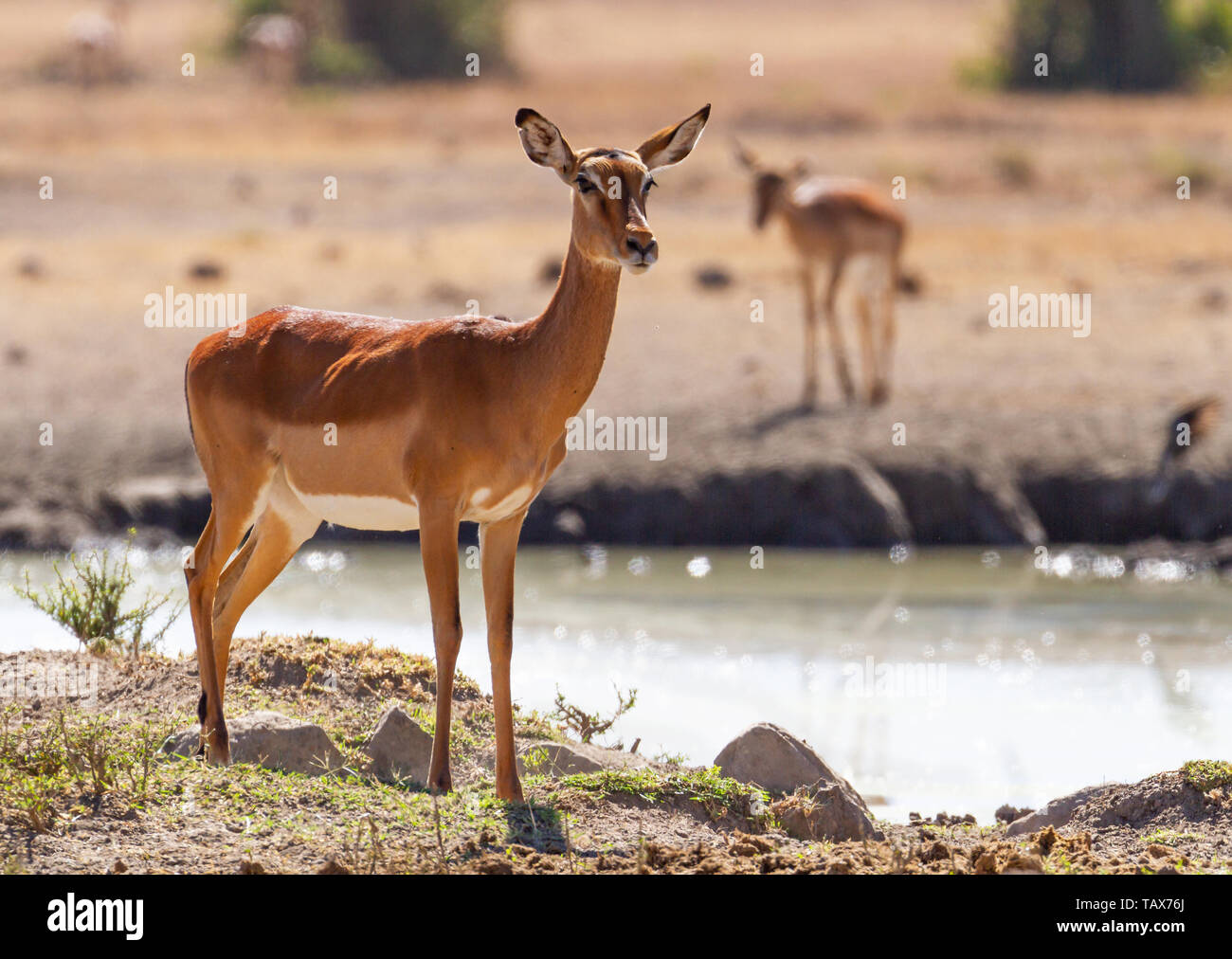 Female impala, Aepyceros melampus, Serena Sweetwaters waterhole, Ol Pejeta Conservancy, Kenya, East Africa. Glistening water in sunlight, big ears Stock Photo