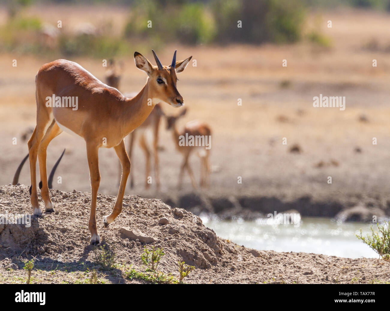 Young male impala,  Aepyceros melampus, horns side front Serena Sweetwaters waterhole, Ol Pejeta Conservancy, Kenya, East Africa. Copy space African safari Stock Photo