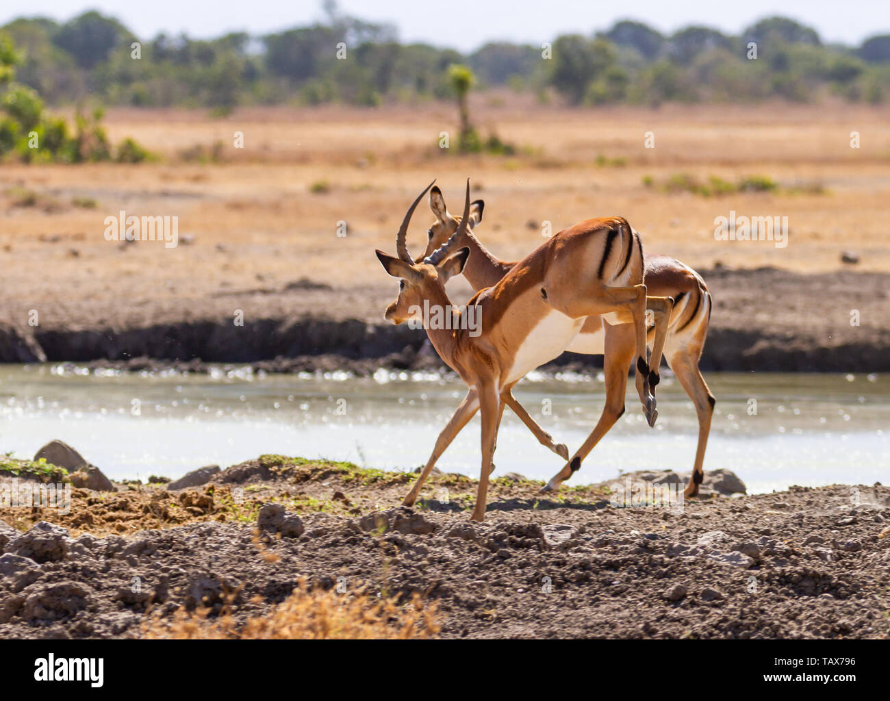 Impalas, Aepyceros melampus, jumping at waterhole hooves mid air.  Ol Pejeta Conservancy, Kenya, East Africa. Action movement African safari Stock Photo