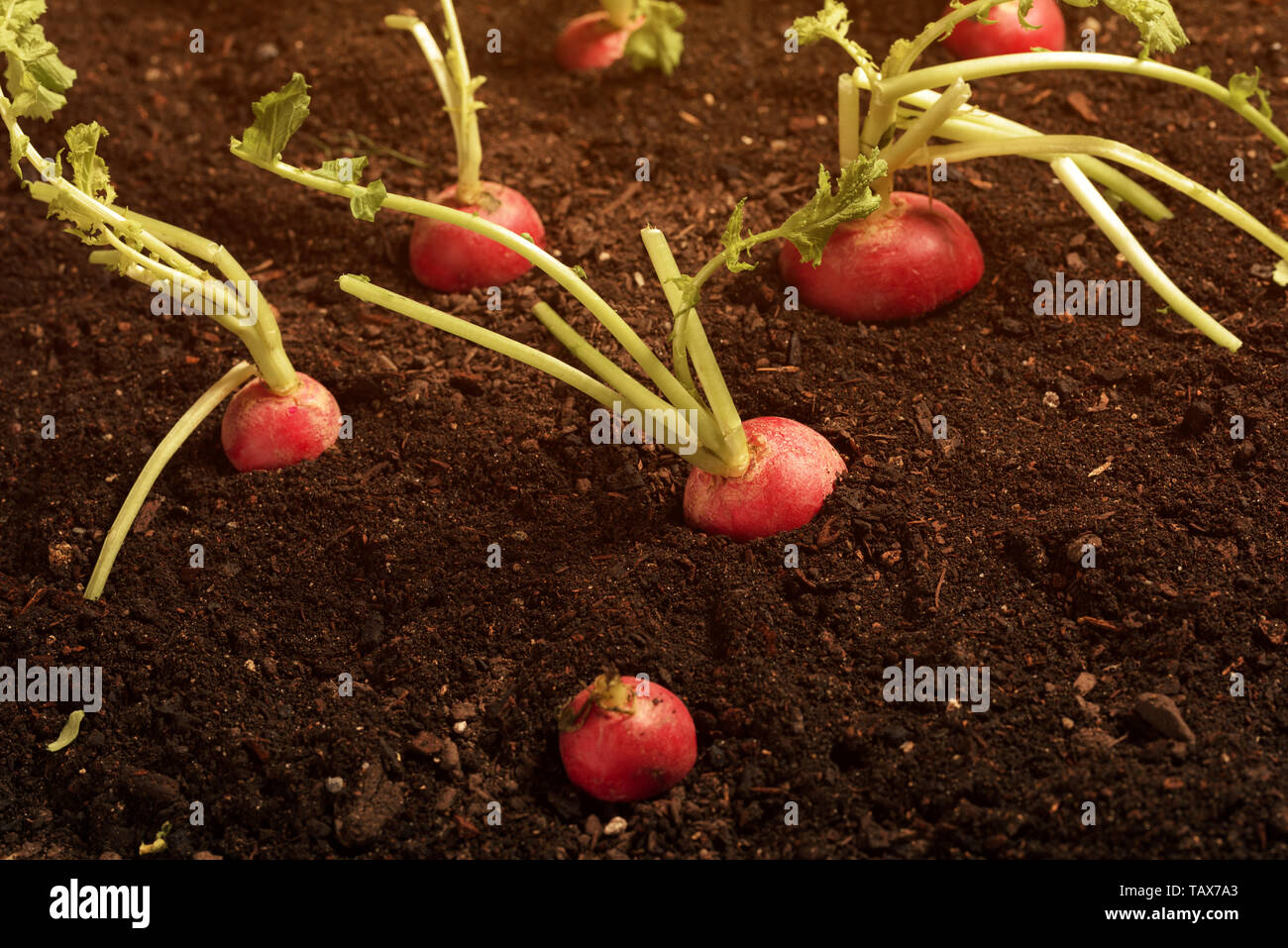 Radishes Ripe Ripe red garden radishes in soil, close up Stock Photo - Alamy