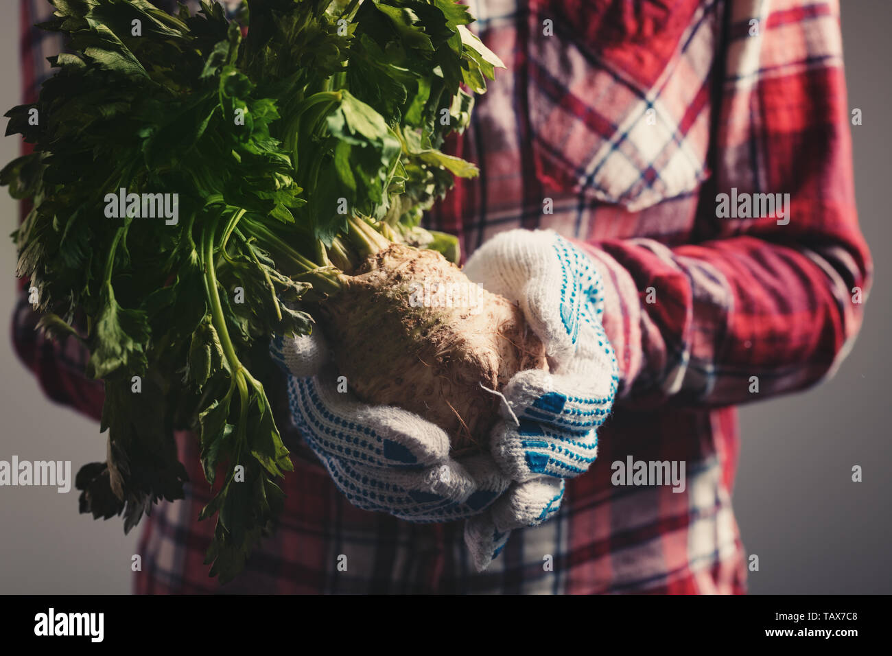 Farmer holding harvested celery in hands, female farm worker with root