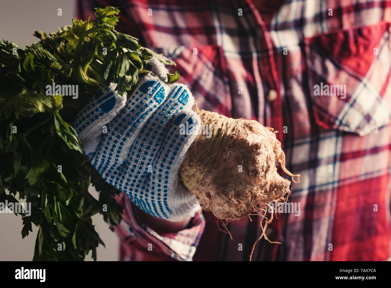 Farmer holding harvested celery in hands, female farm worker with root ...
