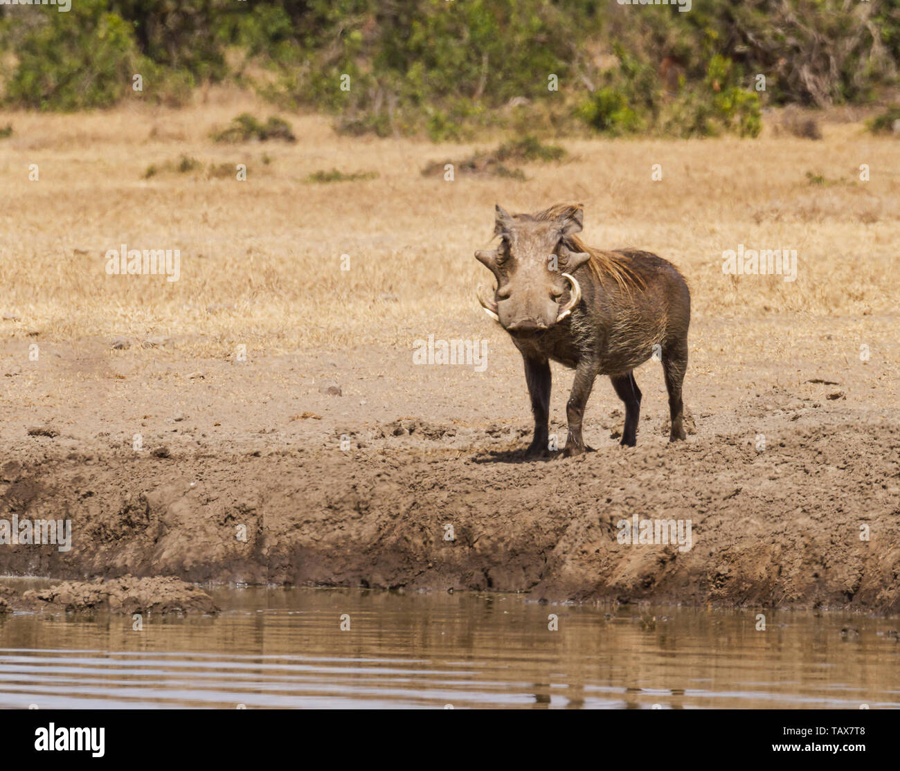 Common warthog Phacochoerus africanus at Serena Sweetwaters waterhole, Ol Pejeta Conservancy, Kenya, East Africa. Front four tusked animal with blond mane Stock Photo