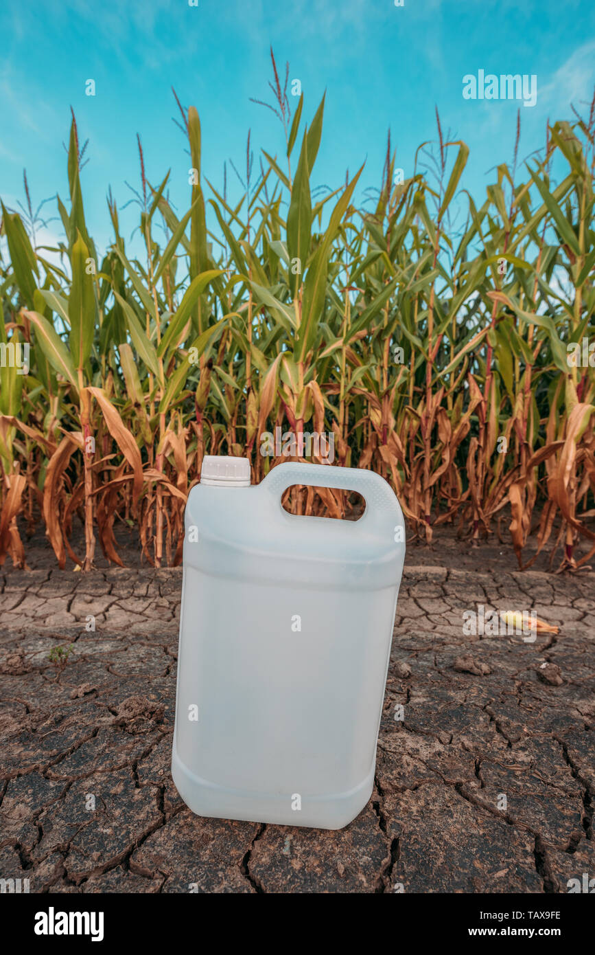 White plastic pesticide chemical jug in cornfield as mock up copy space for herbicide, fungicide or insecticide used in corn crop farming Stock Photo