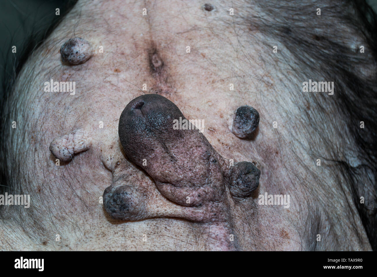 old dog with Cushing syndrome and lumps and bumps Stock Photo