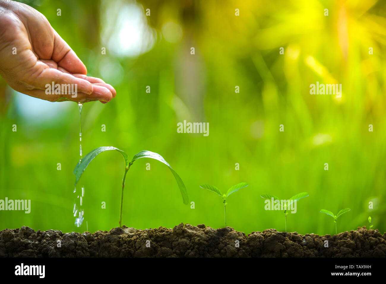 Planting trees, loving the environment and protecting nature Nourishing