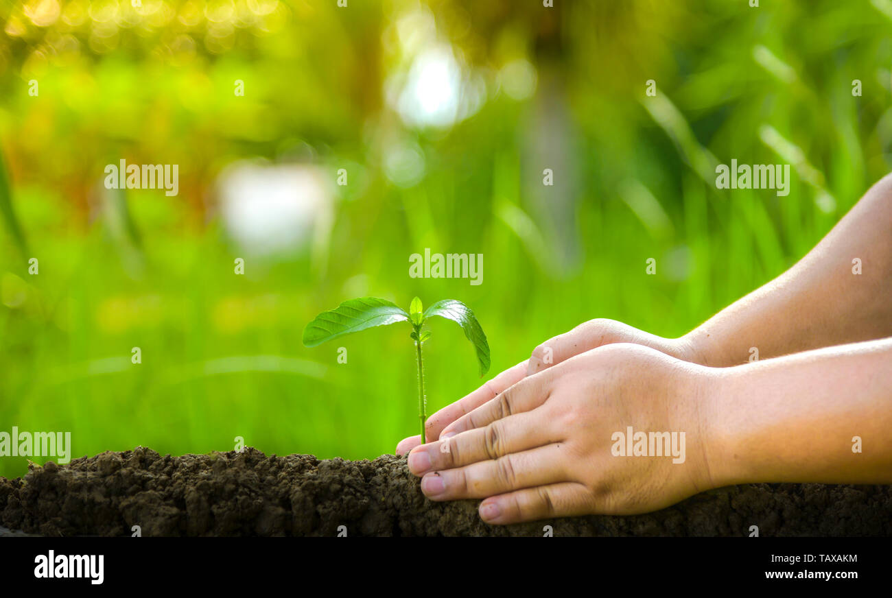 Planting trees, loving the environment and protecting nature Nourishing