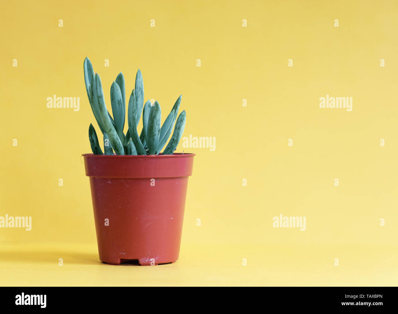 Succulent plant on a yellow background, with copy space Stock Photo