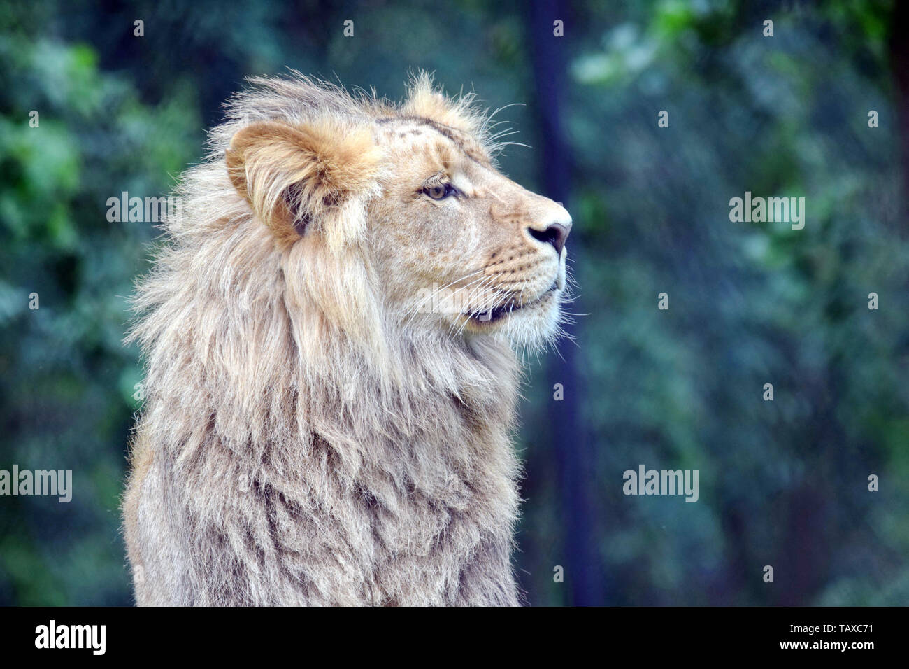 Male Katanga Lion Head Closeup Stock Photo