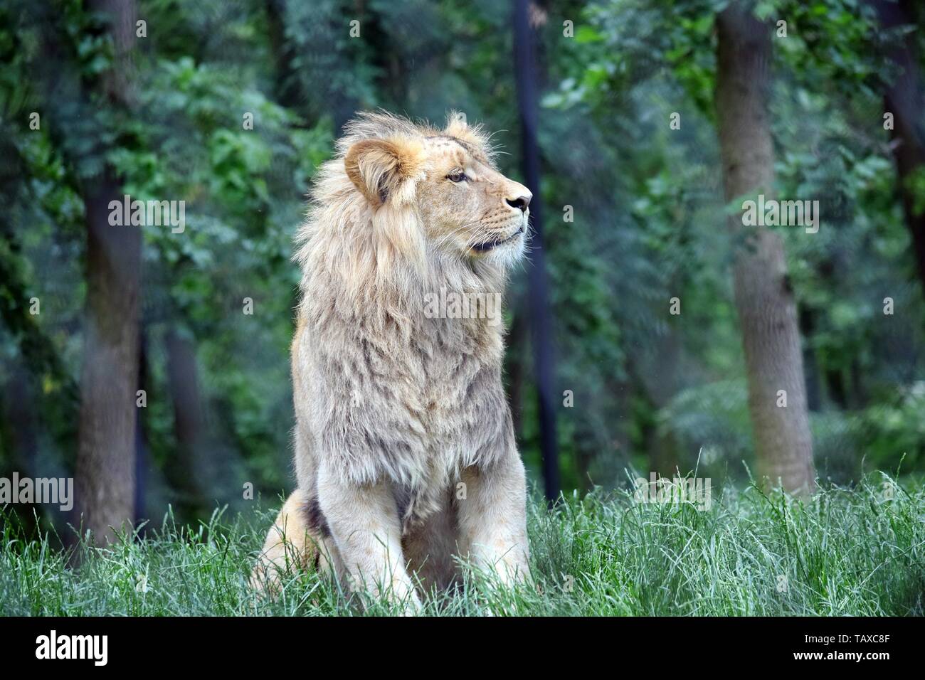 Katanga Lion Sitting in the Forest Stock Photo
