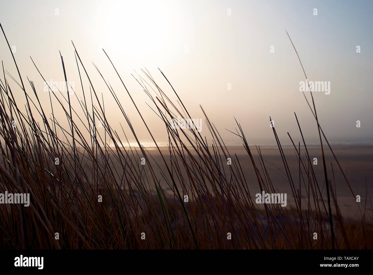 Wind Blowing Reeds Beautiful close up of reeds blowing in the wind in the dunes close to ...
