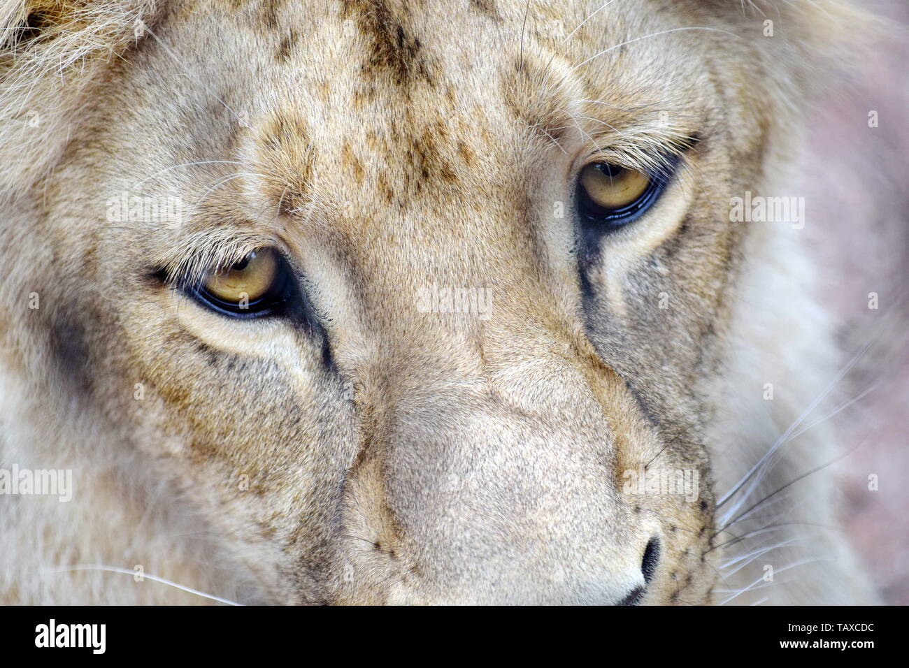 Katanga Lion Face and Eyes CLoseup Stock Photo