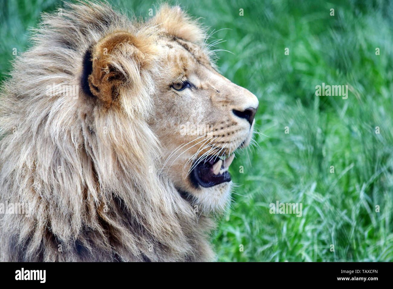 Male Katanga Lion Head Closeup Stock Photo