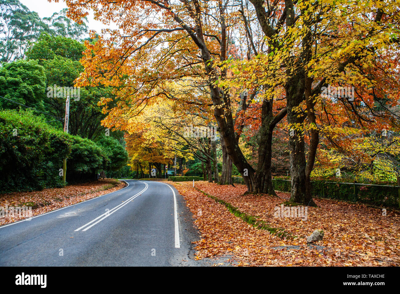 Road under golden autumn trees in Dandenong Ranges, Australia Stock