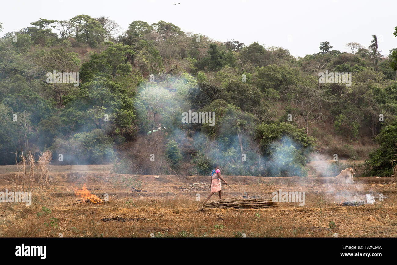 An Indian female farmer burning the stubble in a field after harvest in