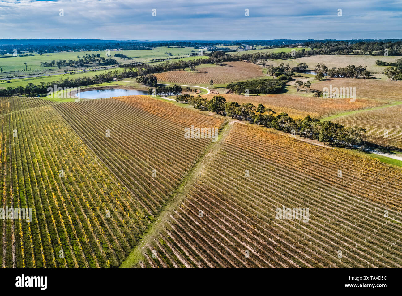 Aerial landscape of rows of yellow vines in a winery on Mornington