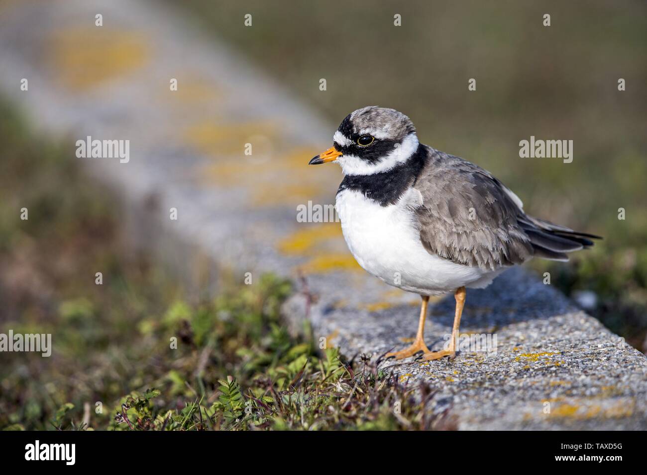 common ringed plover Stock Photo - Alamy