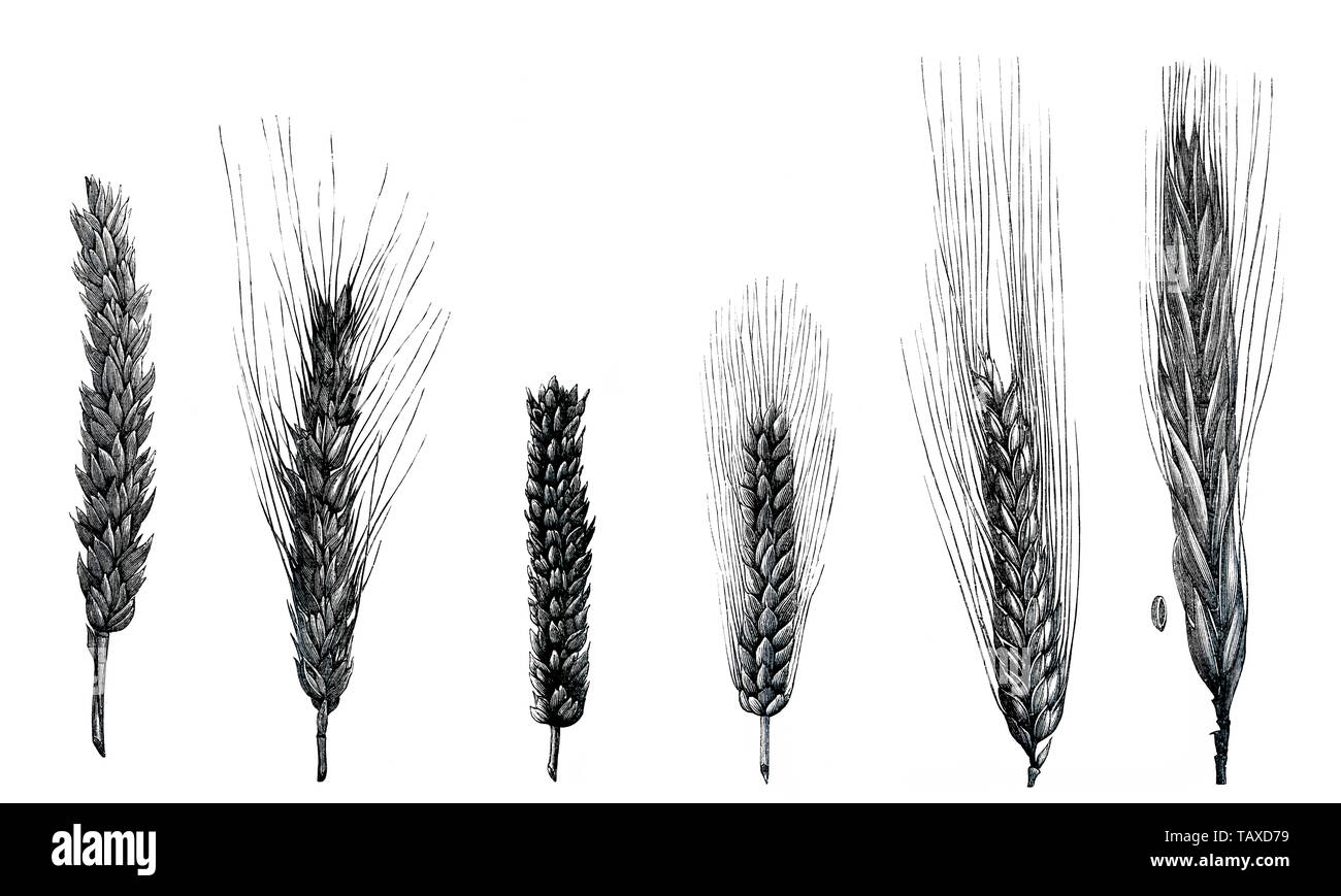 Drawings of wheat varieties, plant species of grasses (Poaceae), genus Triticum L., Zeichnungen verschiedener Weizensorten, Pflanzenarten der Süßgräser (Poaceae) der Gattung Triticum L. Stock Photo
