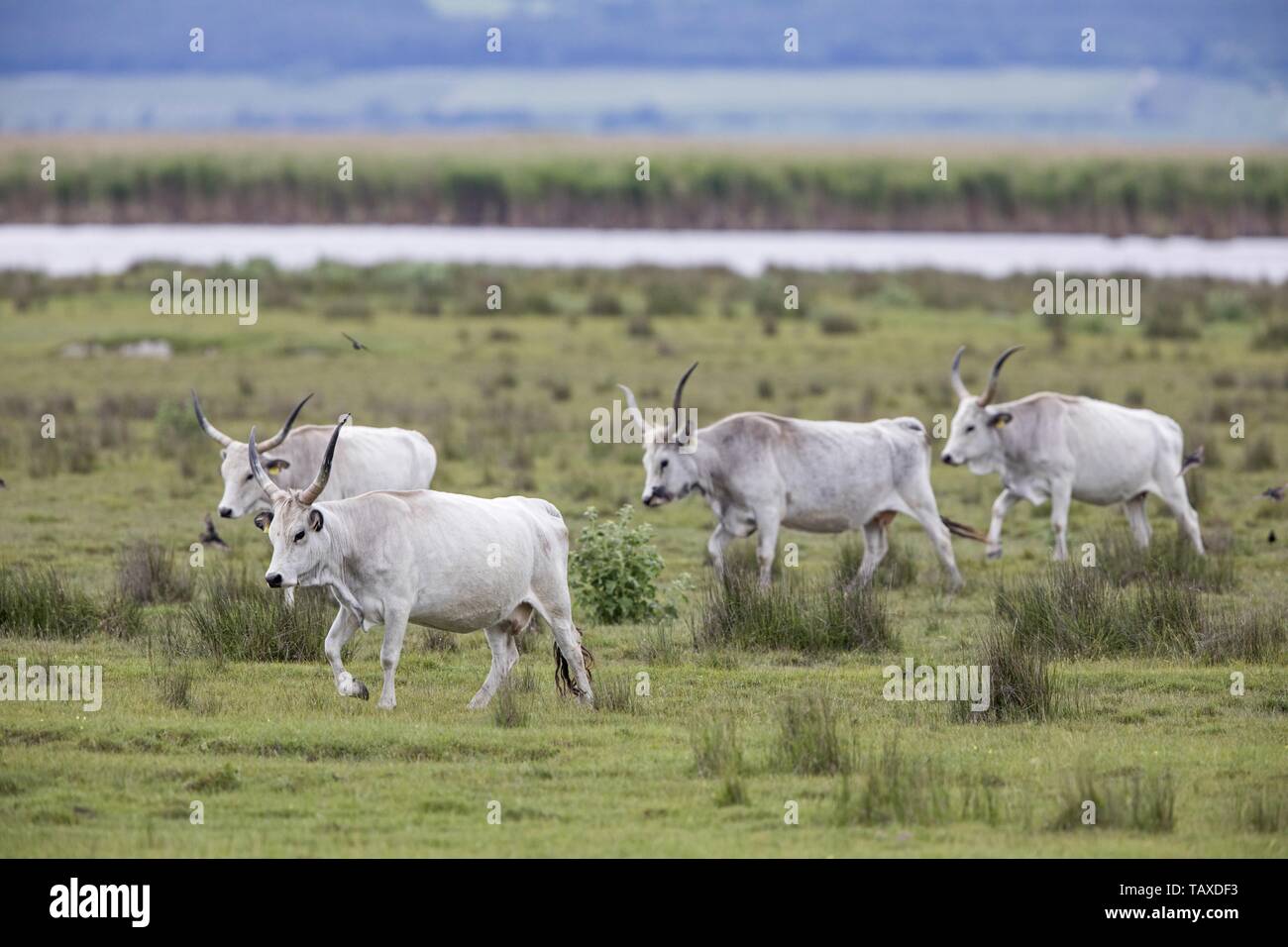 Hungarian grey longhorn hi-res stock photography and images - Alamy