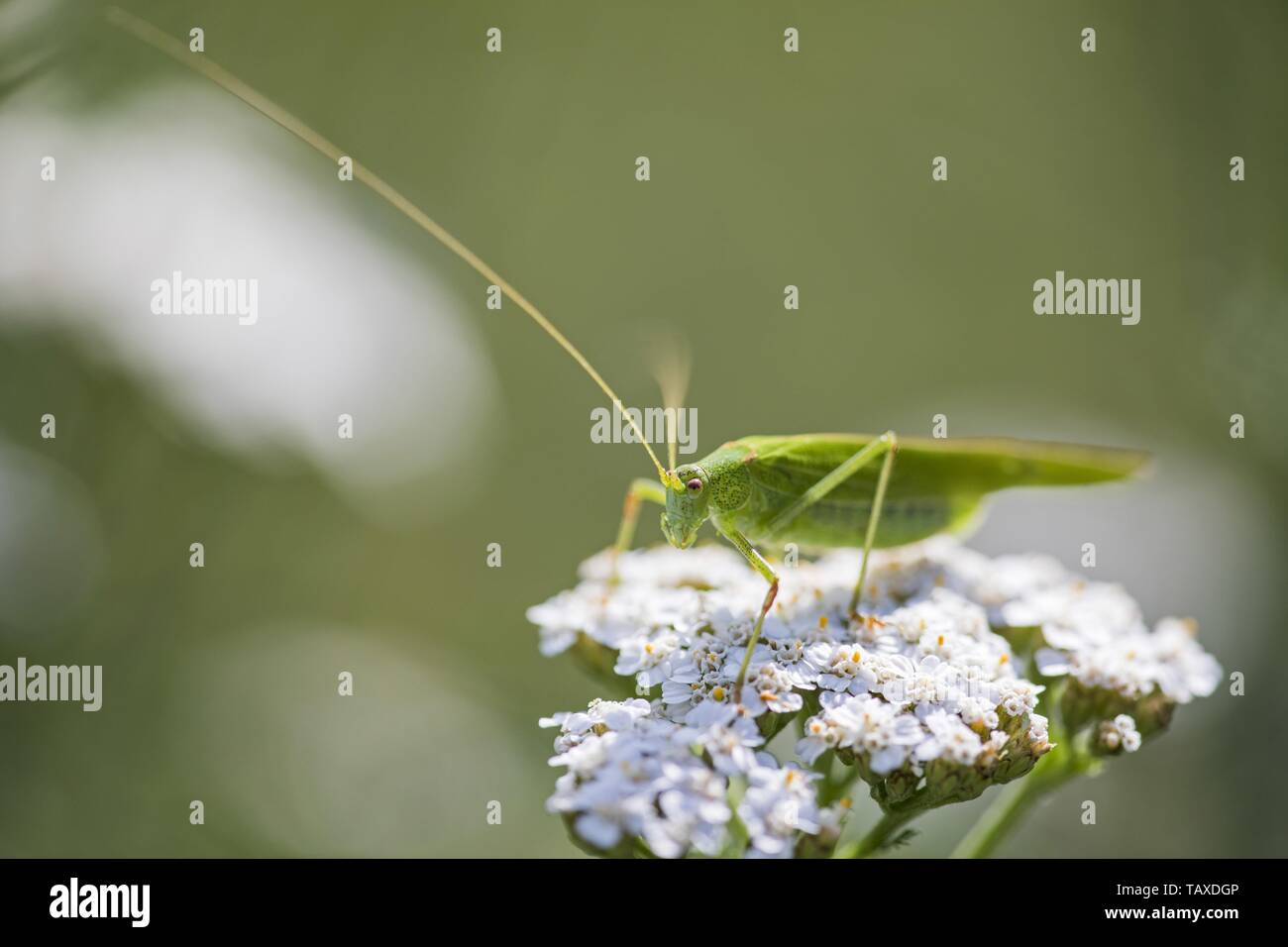great green bush cricket Stock Photo
