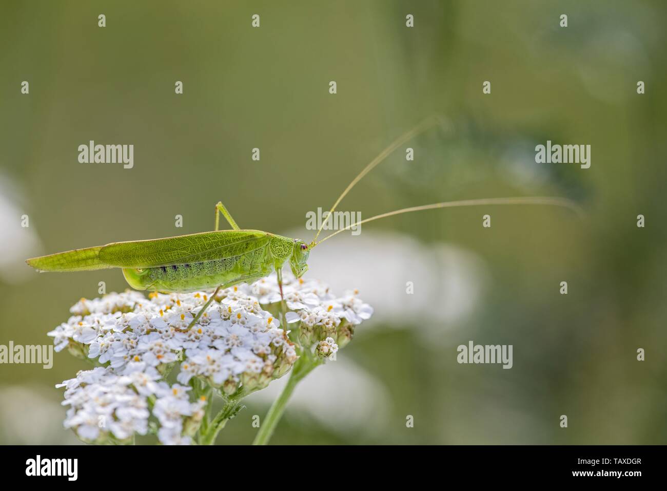 great green bush cricket Stock Photo