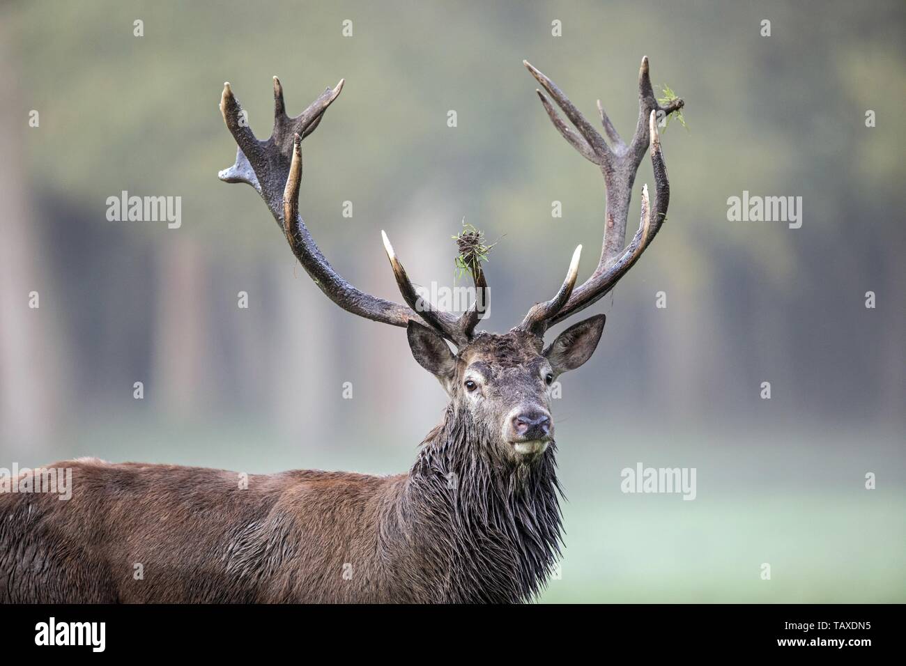 Red Deer View Misty view of a male deer hi-res stock photography and images - Alamy