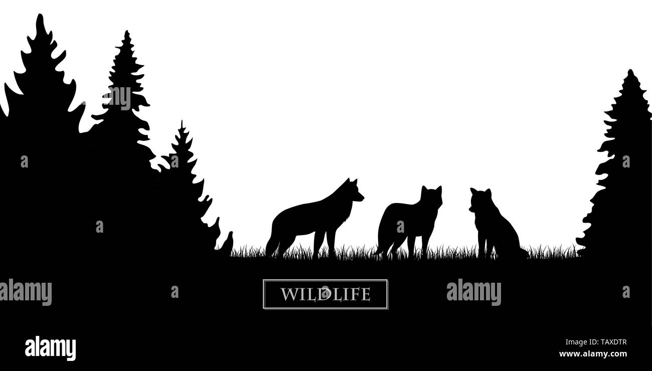 wildlife wolfs pack silhouette in the forest on the meadow black and white vector illustration EPS10 Stock Vector