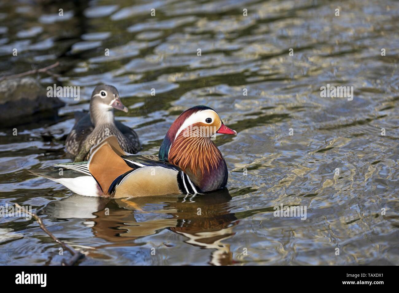 Side profile mandarin duck hi-res stock photography and images - Alamy