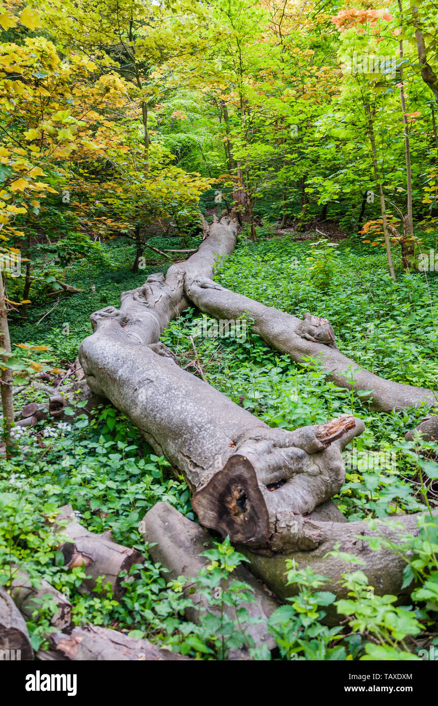 The Woodland Trust to protect ancient woodland which is rare, unique and irreplaceable, the restoration of damaged ancient woodland. Stock Photo
