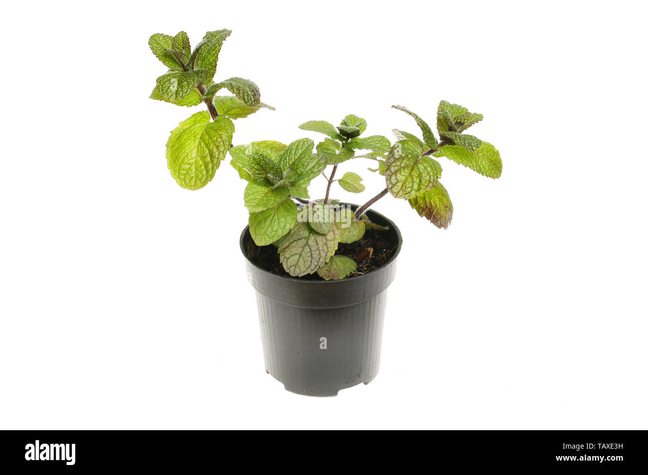 Applemint plant, Mentha suaveolens, in a plastic pot isolated against white Stock Photo